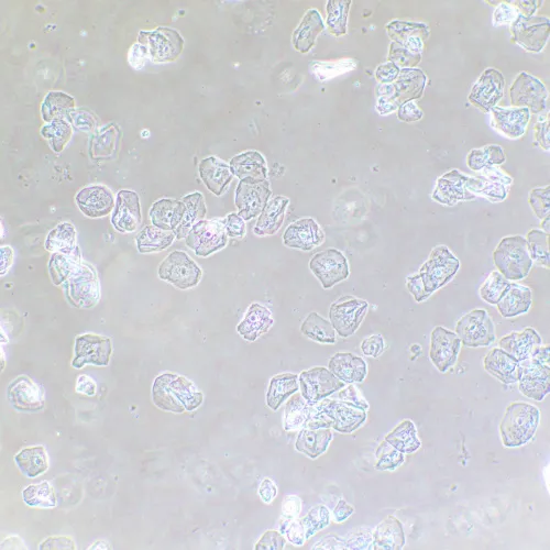 foto dispositivo a contrasto di fase MAGUS SPH2,  13