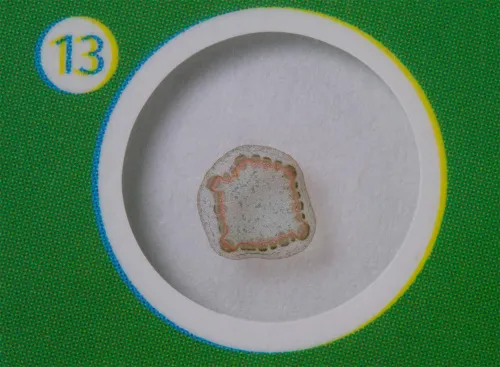 foto levenhuk LabZZ P12 Set di vetrini preparati Piante,  5