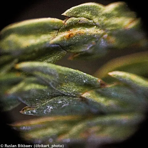 immagine microscopio Levenhuk Rainbow 50L PLUS,  23