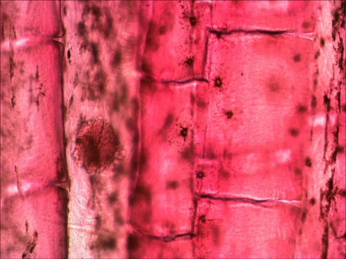 figura set di vetrini preparati Levenhuk N10 NG,  9