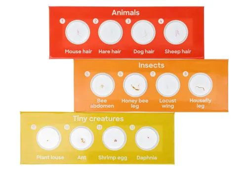 fotografia levenhuk Discovery Fauna Set con 12 vetrini preparati,  3