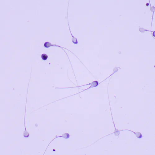 foto microscopio biologico digitale MAGUS Bio D260T LCD,  30